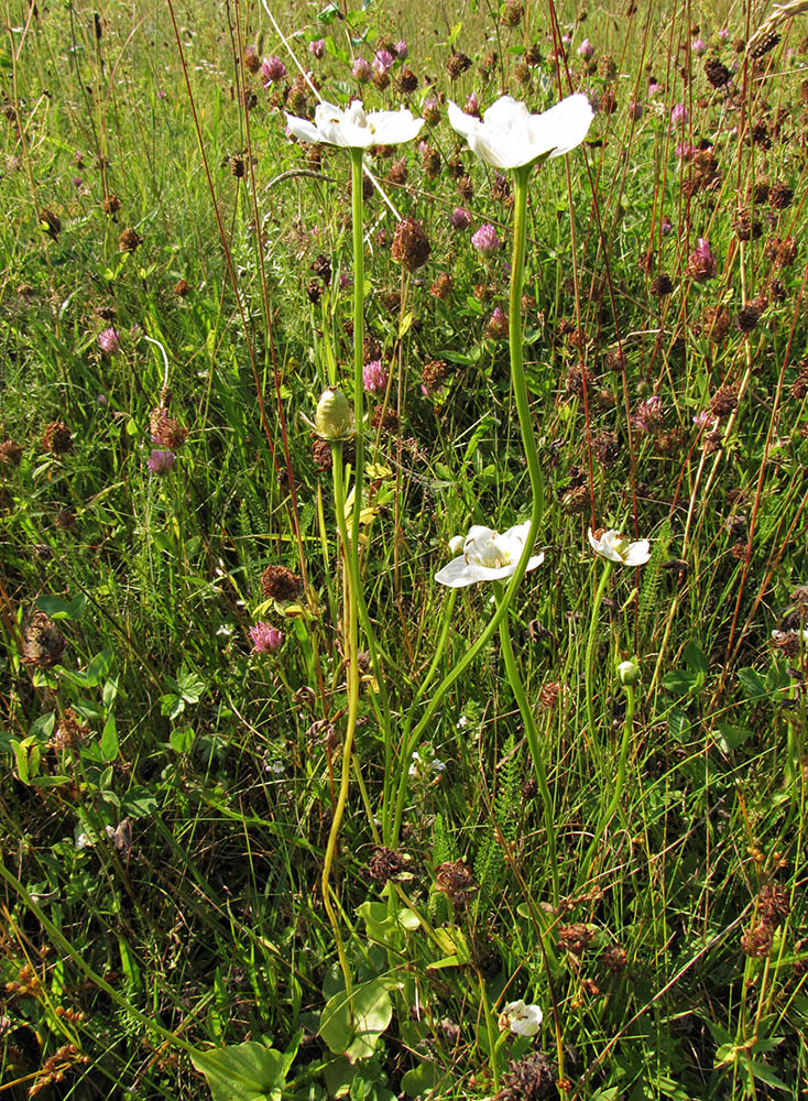 Image of Parnassia palustris specimen.