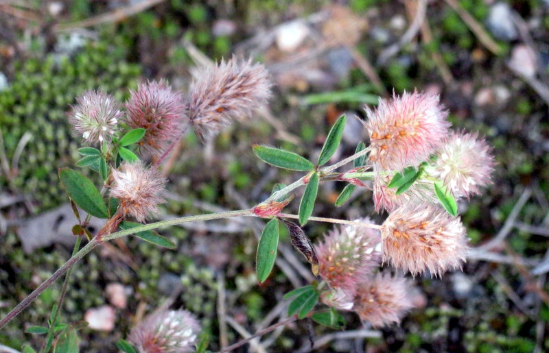 Image of Trifolium arvense specimen.
