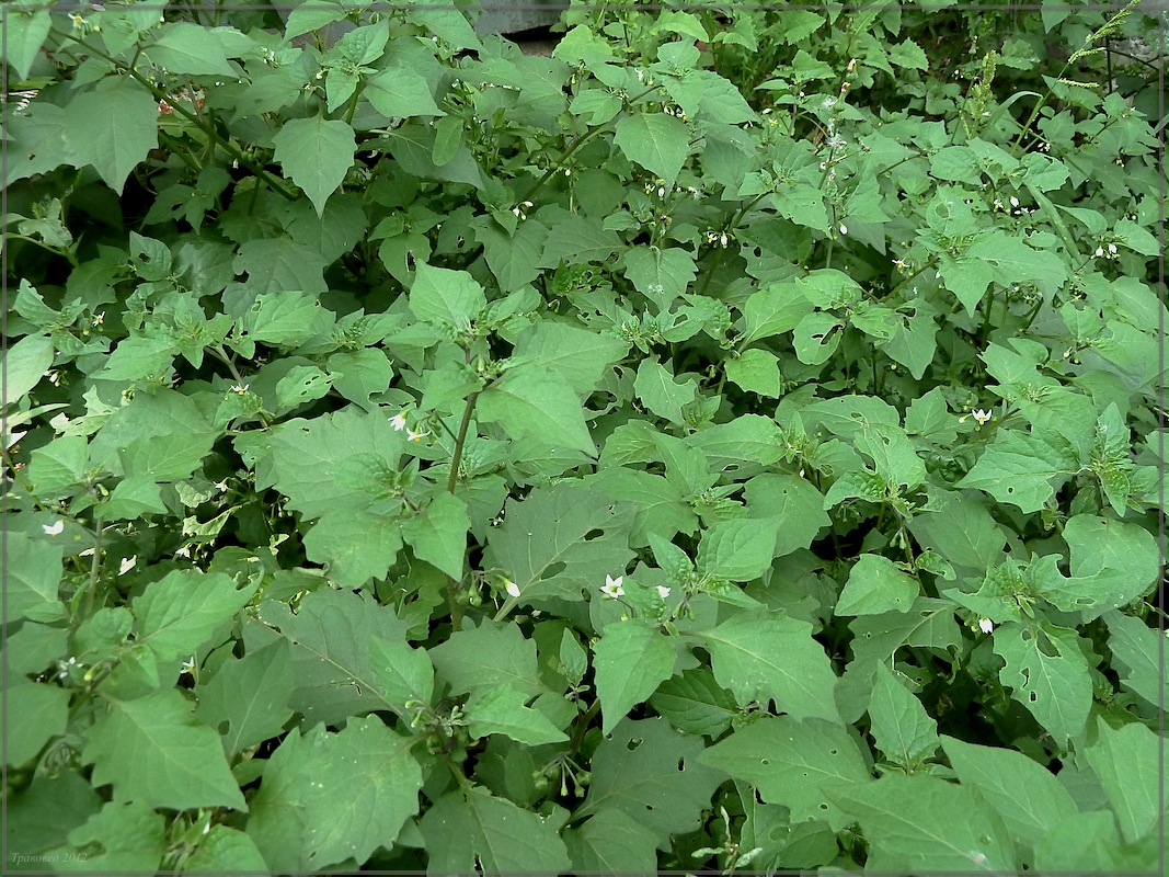 Изображение особи Solanum nigrum.