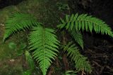 Polystichum aculeatum