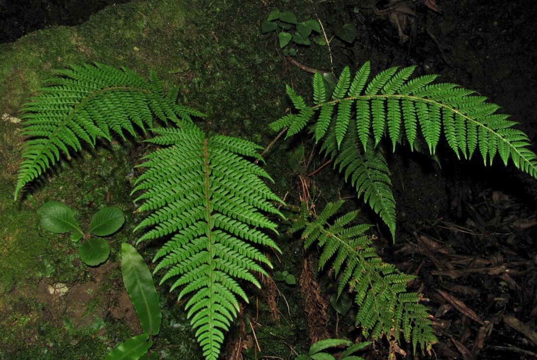 Image of Polystichum aculeatum specimen.
