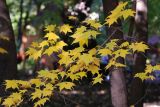 Acer mono