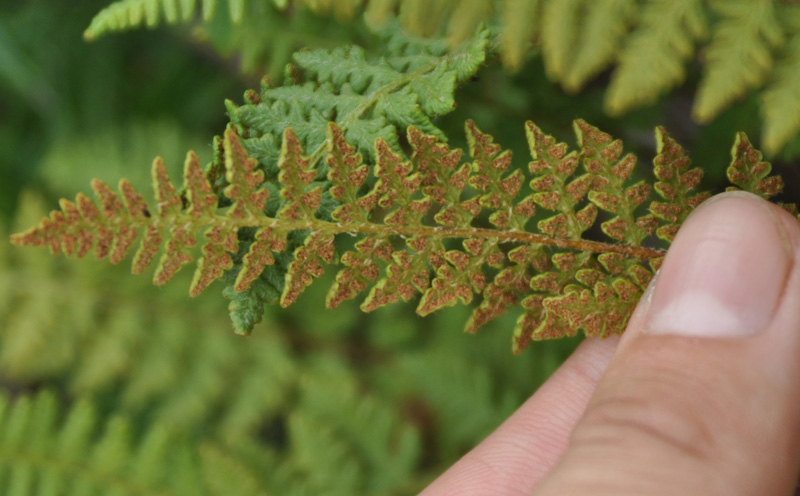 Изображение особи Woodsia ilvensis.