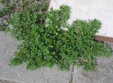 Portulaca oleracea