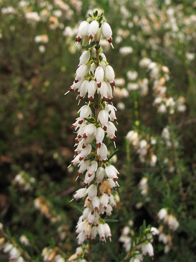 Image of Erica &times; darleyensis specimen.