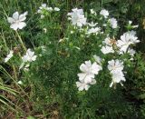 Malva moschata