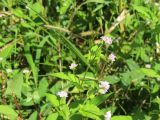 Truellum thunbergii