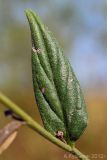 Lithospermum officinale. Лист. Ростовская обл., Неклиновский р-н, Большенеклиновское с/п, балка Быкодорова. 28.08.2012.