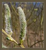 Salix gmelinii