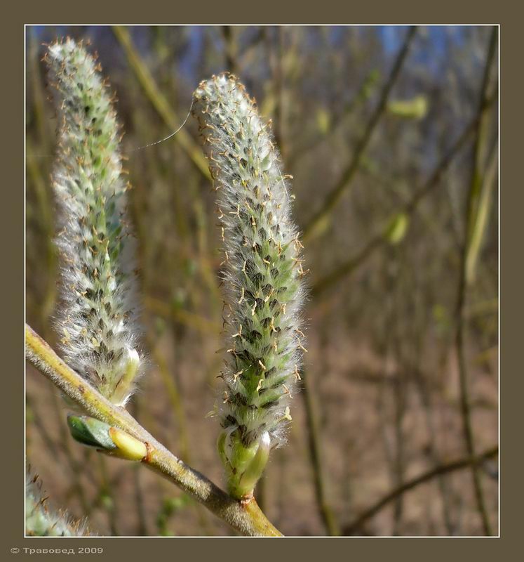 Изображение особи Salix gmelinii.