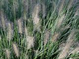 Pennisetum alopecuroides