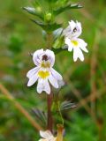 Euphrasia rostkoviana