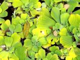 Pistia stratiotes