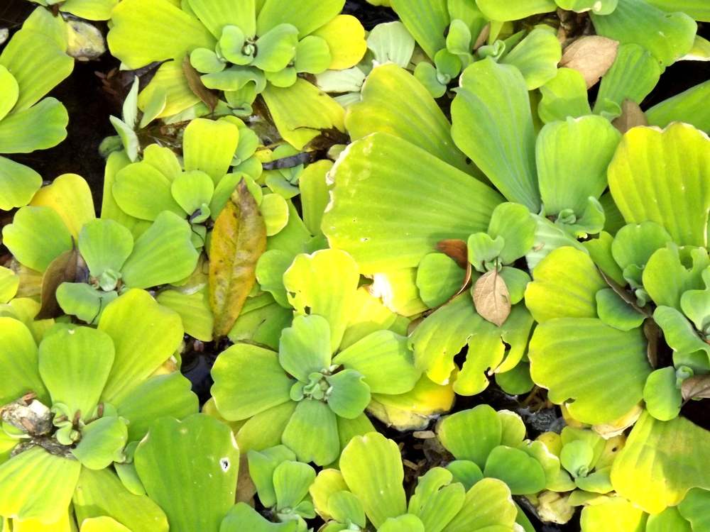 Изображение особи Pistia stratiotes.