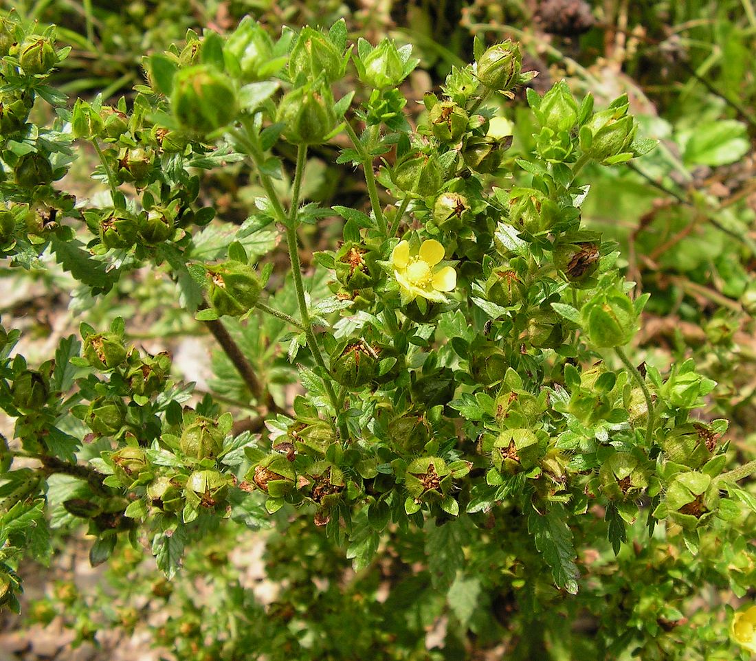 Image of Potentilla norvegica specimen.