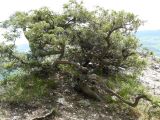 Juniperus deltoides. Взрослое дерево. Крым, Ялта, окр. водопада Учан-Су. 16.05.2009.