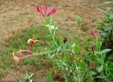 Lonicera × heckrottii. Ветвь с соцветиями. Хорватия, Истрия, пос. Баньоле, у дороги. 03.09.2012.