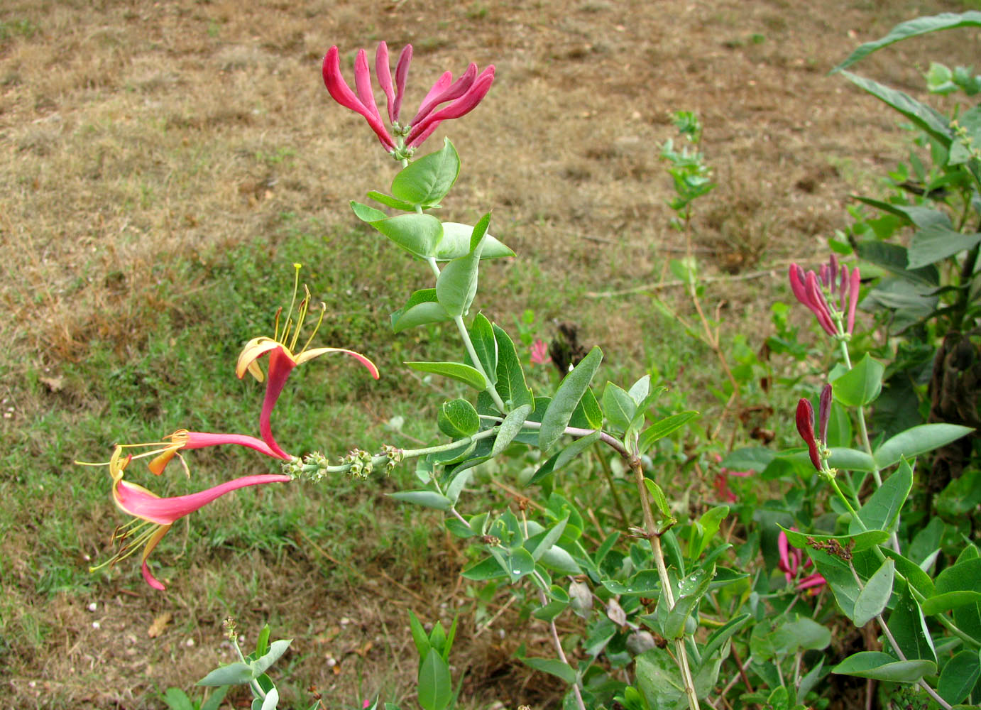 Image of Lonicera × heckrottii specimen.