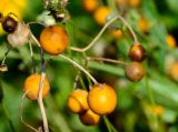 Solanum elaeagnifolium