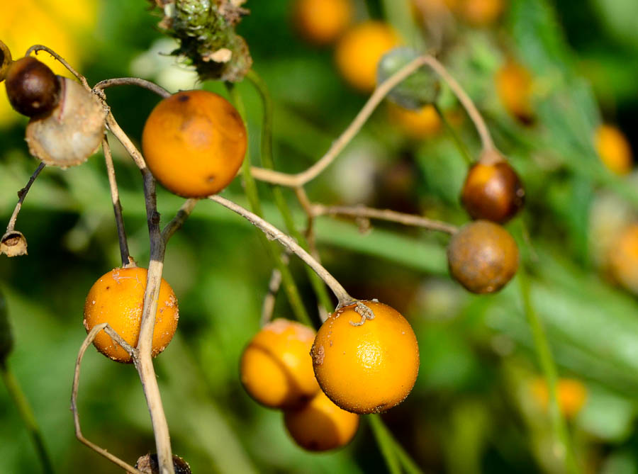 Изображение особи Solanum elaeagnifolium.