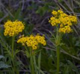 Patrinia sibirica