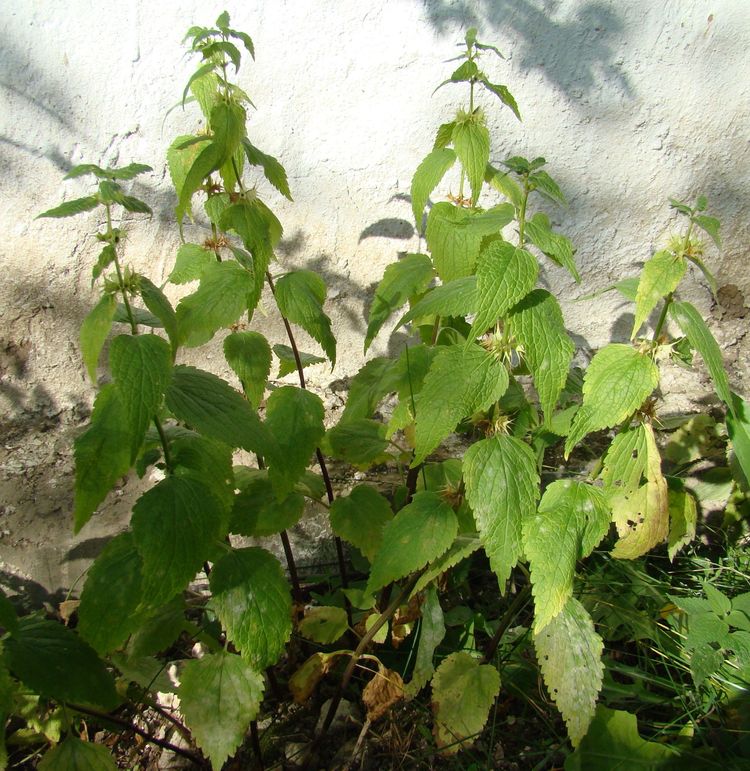 Image of Lamium turkestanicum specimen.