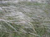 Stipa brauneri