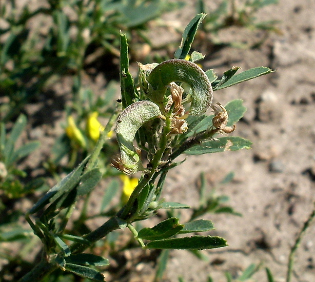 Изображение особи Medicago falcata.