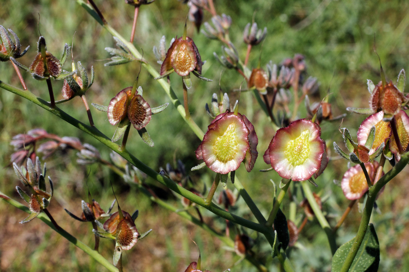 Изображение особи Rindera austroechinata.