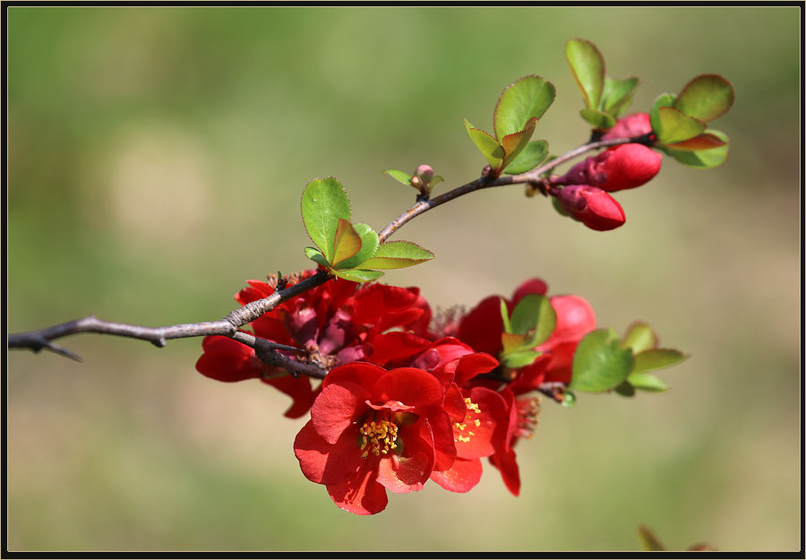 Изображение особи род Chaenomeles.