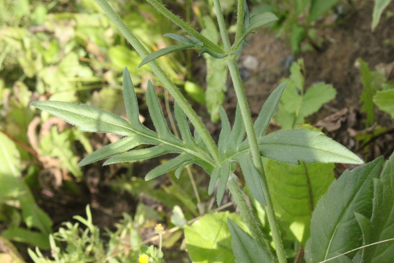 Изображение особи Knautia arvensis.