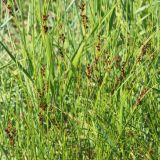 Juncus compressus
