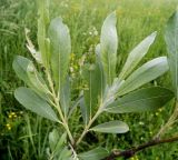 Salix gmelinii. Молодые побеги. Московская обл., Лотошинский р-н, окр. дер. Савостино. 07.06.2013.