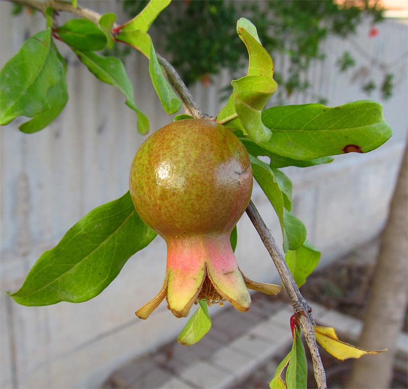 Image of Punica granatum specimen.