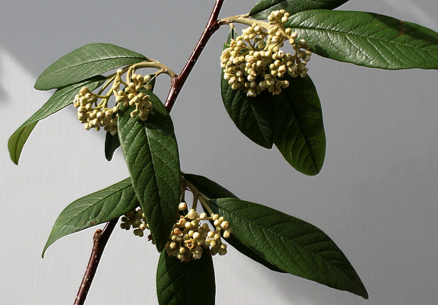 Image of Cotoneaster salicifolius var. henryanus specimen.