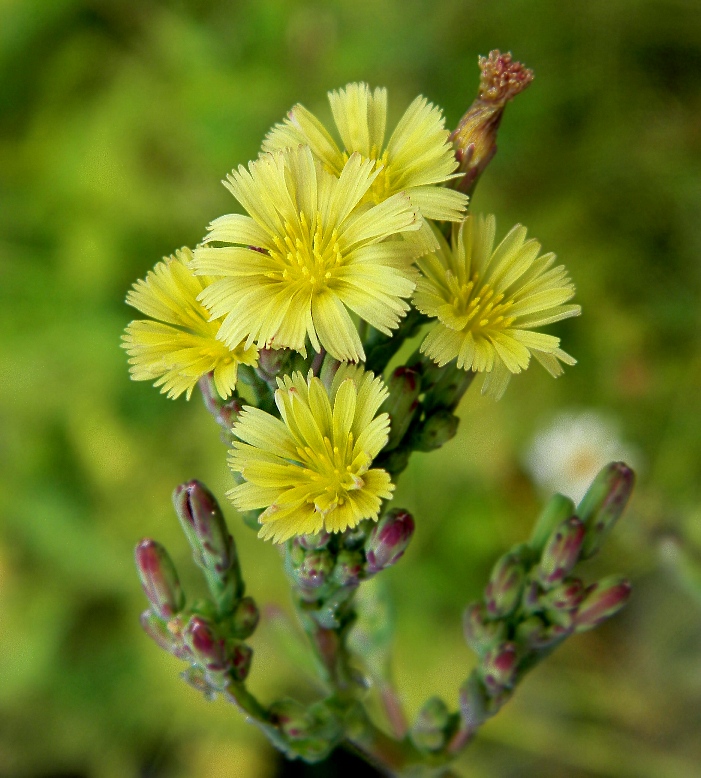 Image of Lactuca serriola specimen.