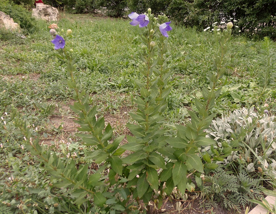 Image of Platycodon grandiflorus specimen.