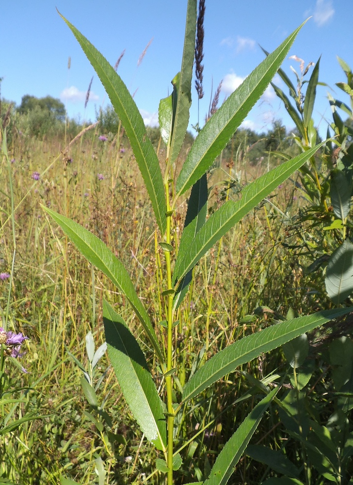 Image of genus Salix specimen.