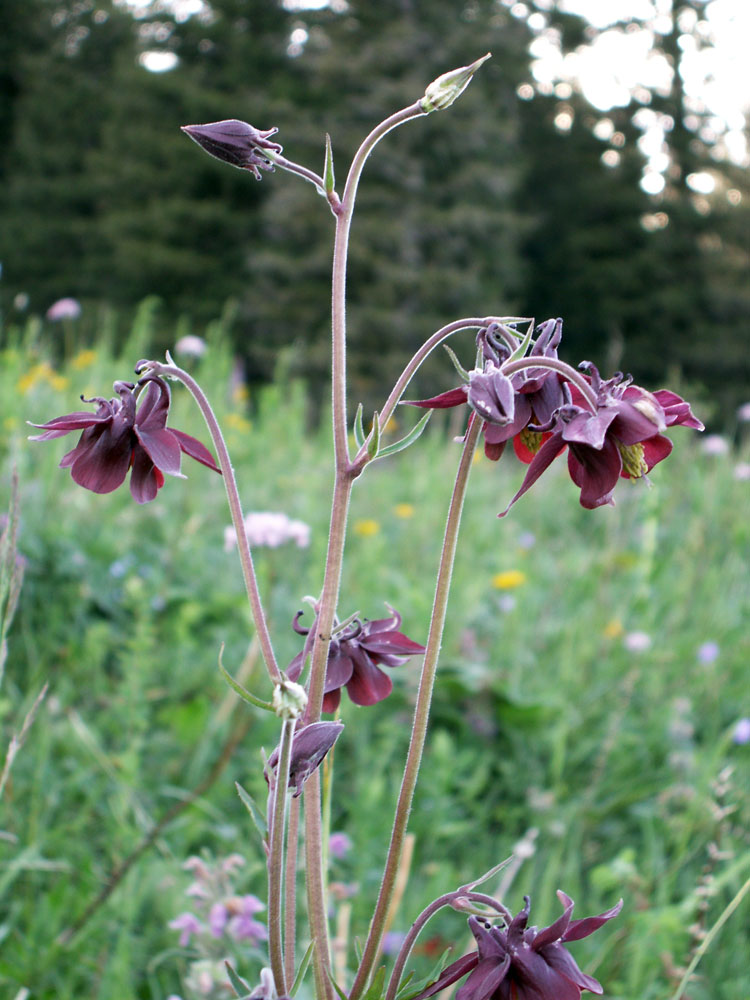 Изображение особи Aquilegia atrovinosa.