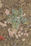 Oxytropis pseudoleptophysa. Растение с плодами. Узбекистан, Сурхандарьинская обл., Шерабадский р-н, вост. склон хр. Кугитангтау, Сурханский государственный заповедник. 2 июня 2013 г.