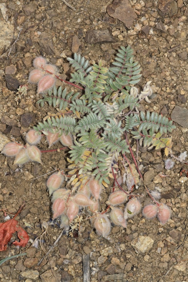 Image of Oxytropis pseudoleptophysa specimen.