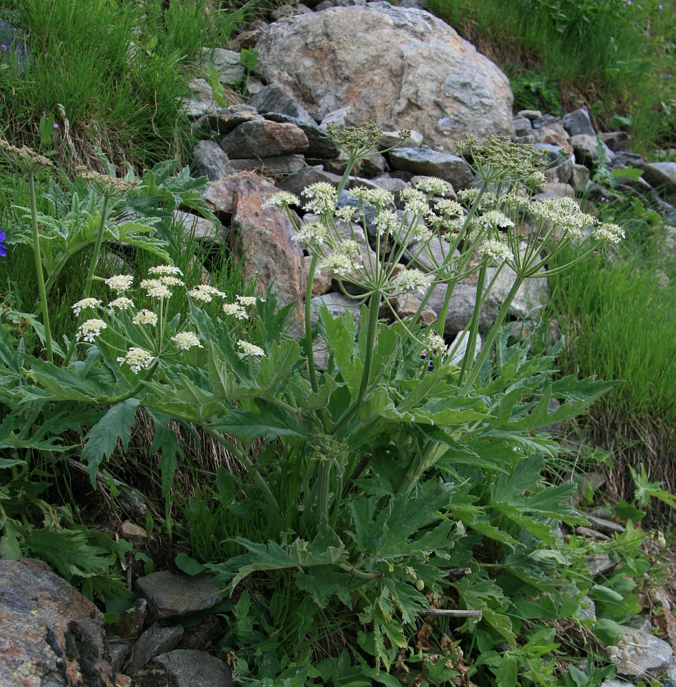 Изображение особи Heracleum leskovii.