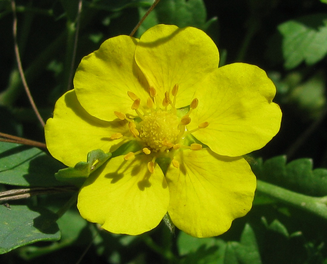 Изображение особи Potentilla reptans.