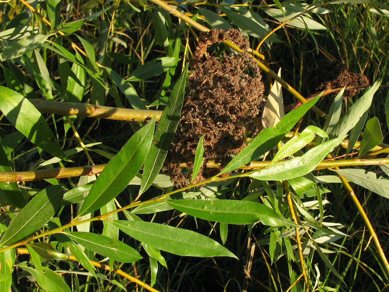 Изображение особи Salix euxina.