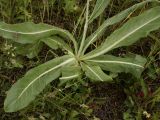 Trommsdorffia maculata
