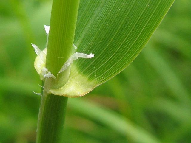 Image of Phalaroides arundinacea specimen.