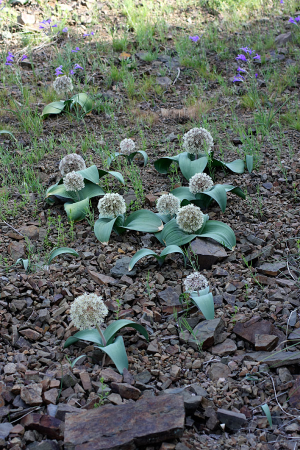 Image of Allium karataviense specimen.