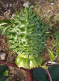 Datura stramonium var. tatula