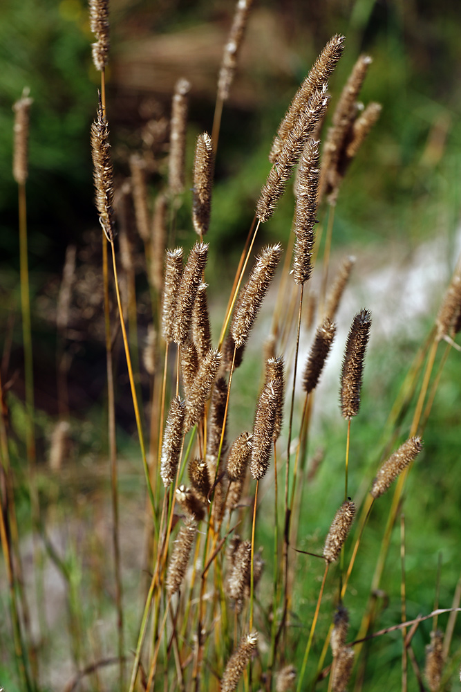 Image of Phleum pratense specimen.