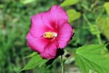 Hibiscus × hybridus. Цветок. Узбекистан, г. Ташкент, Ботанический сад им. Ф.Н. Русанова. 20.10.2013.